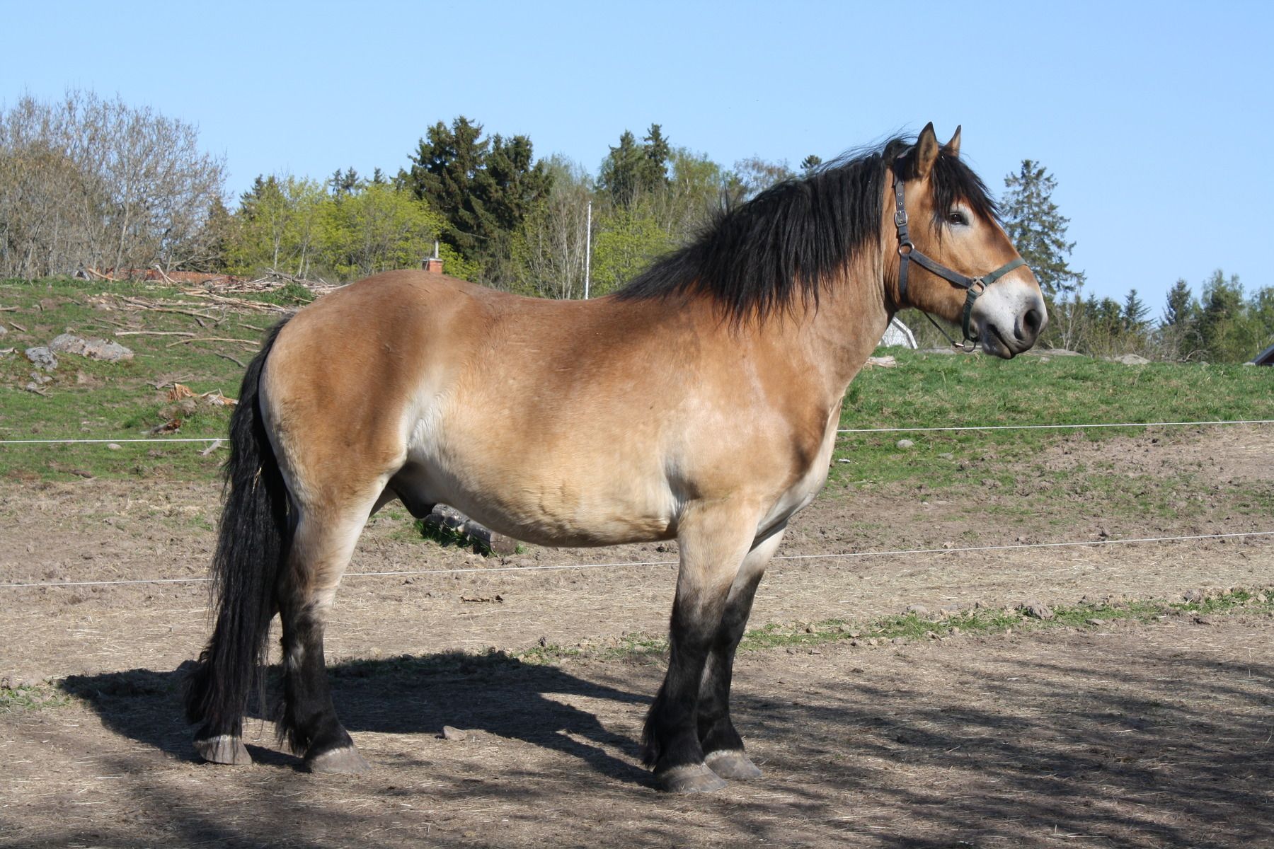 Арденнский штормови